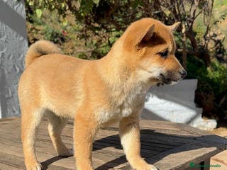 Shiba Inu perros Shiba Inu MACHOS Rojos disponibles preciosos - Anuncio 35