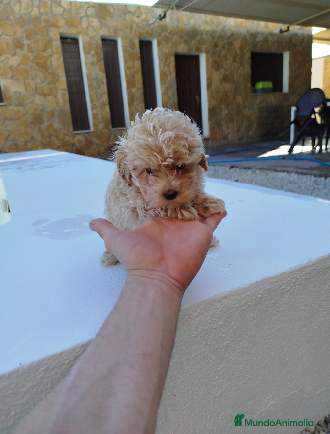 Maltipoo perros Maltipoo  - Anuncio 2