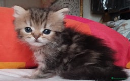 Persa gatos en venta: Macho Golden Chinchilla - Imagen 1