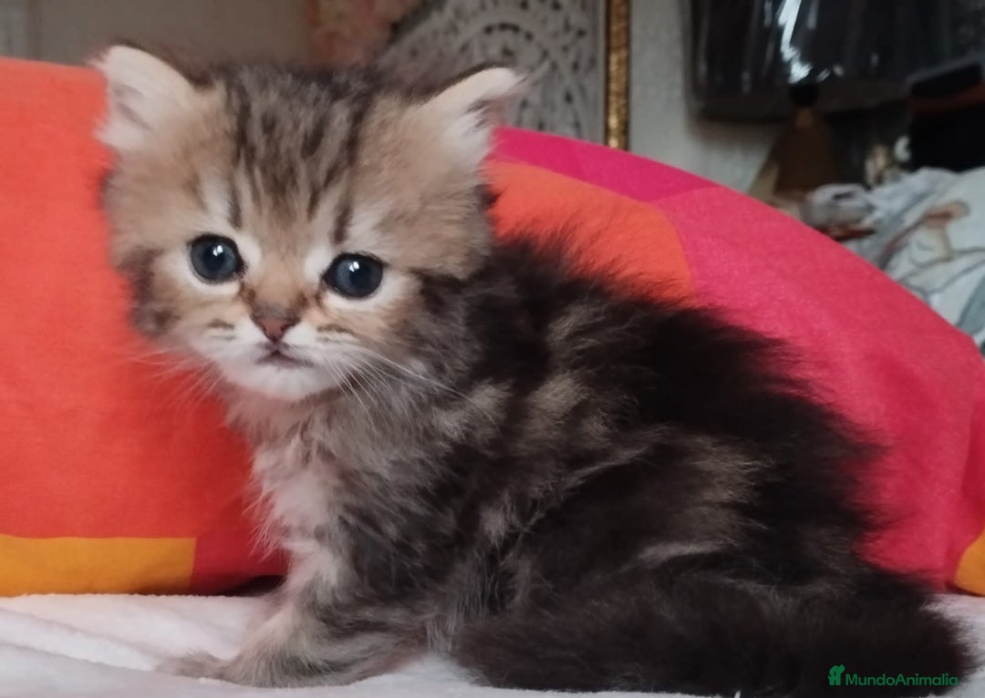 Persa gatos en venta: Macho Golden Chinchilla - Imagen 1
