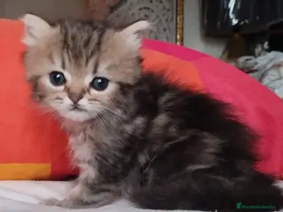 Persa gatos Macho Golden Chinchilla - Anuncio 16