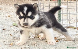 Husky Siberiano perros en venta: Husky Siberiano  - Imagen 2