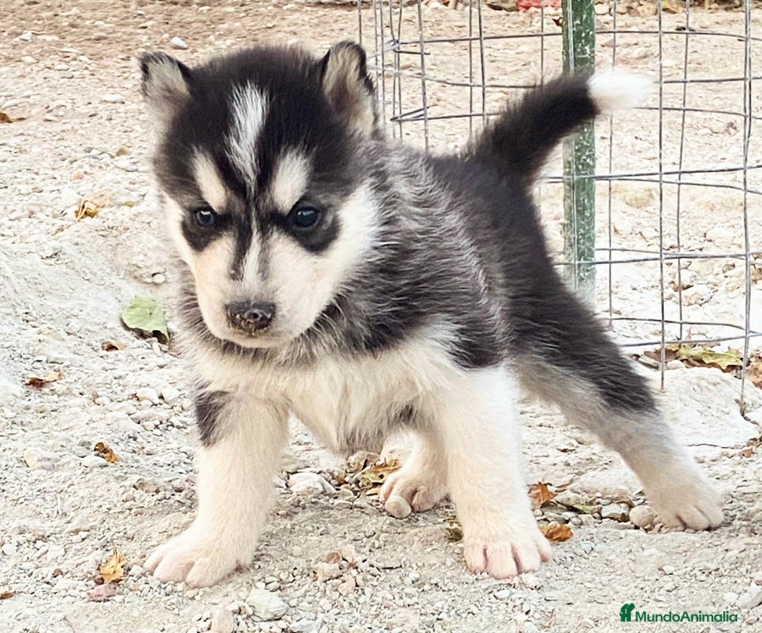 Husky Siberiano perros en venta: Husky Siberiano  - Imagen 2