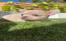 Chihuahua perros en venta: CHIHUAHUA HEMBRA - Imagen 2