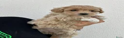 Maltipoo perros en venta: Maltipoo apricot  - Anuncio 2