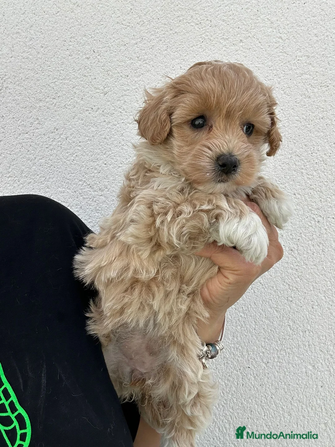 Maltipoo perros en venta: Maltipoo apricot  - Anuncio 2