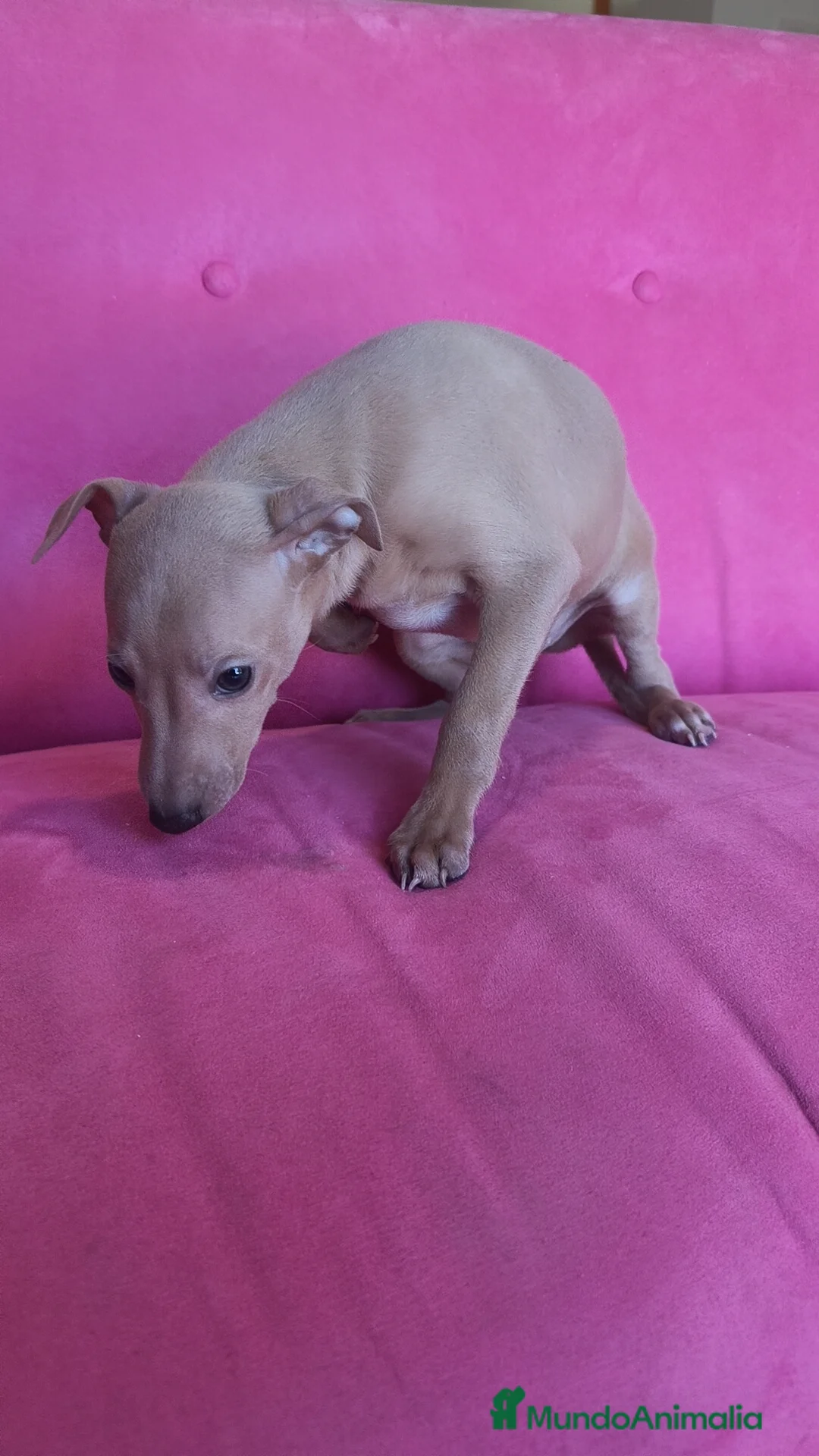 Pequeño Lebrel Italiano perros en venta: Piccolo Galgo Italiano Lebrel - Anuncio 12