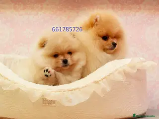 Pomerania perros pomerania - Anuncio 3