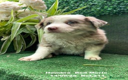 Border Collie perros en venta: BORDER COLLIE Red Merle - Imagen 14