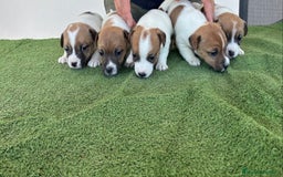 Jack Russell Terrier perros en venta: Jack russell  - Anuncio 2