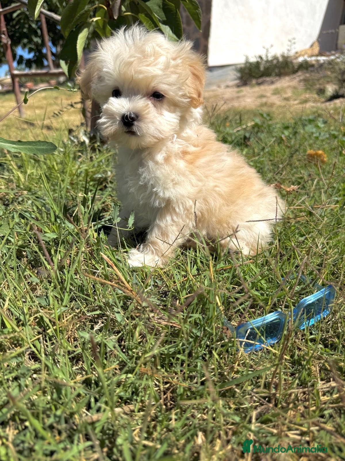 Maltipoo perros Maltipoo preciosos cachorros !!! - Anuncio 3