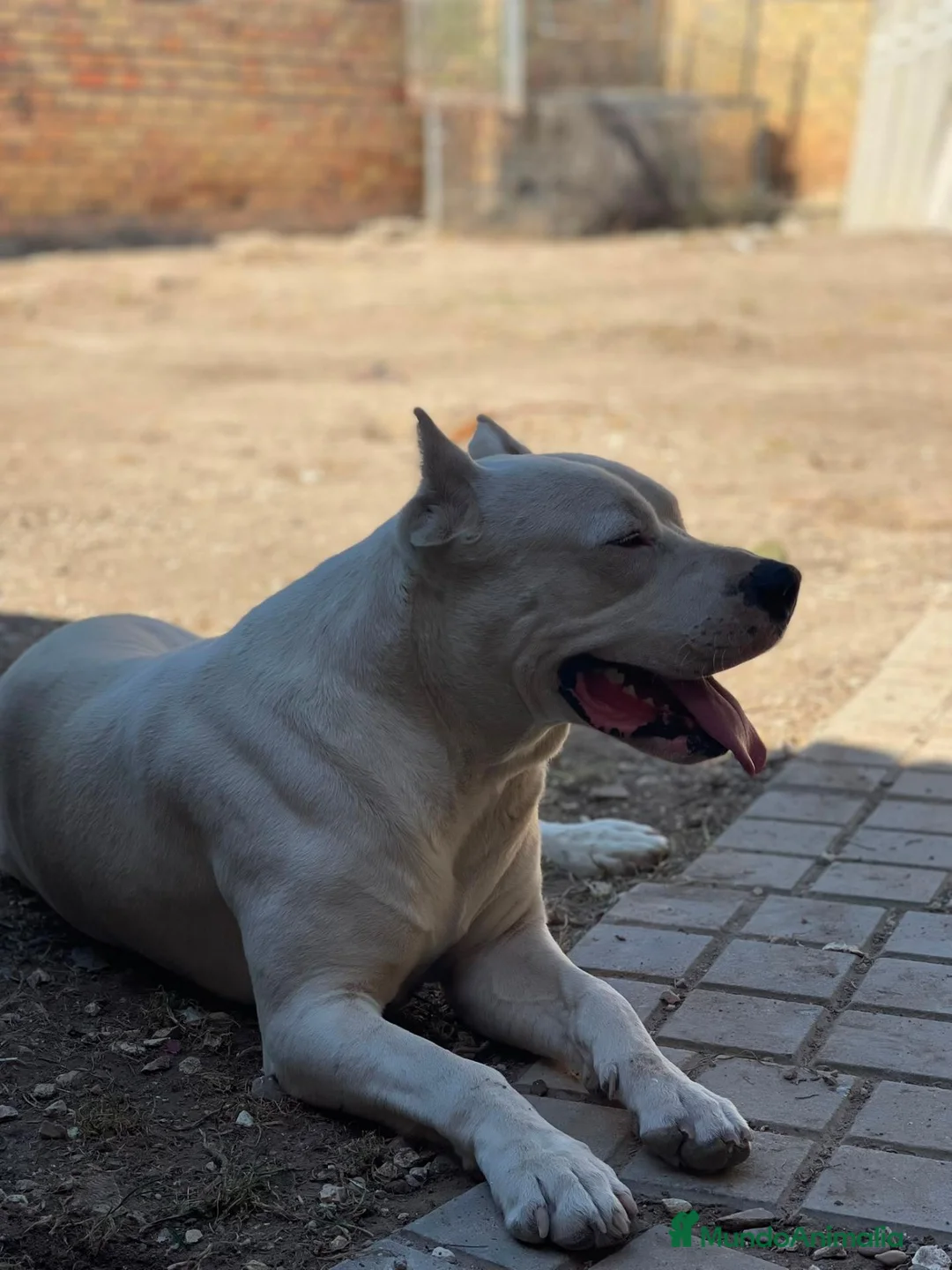 Dogo Argentino perros en venta: Dogo argentino - Anuncio 3