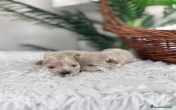 Maltipoo perros en venta: MALTIPOO HEMBRAS - Imagen 17