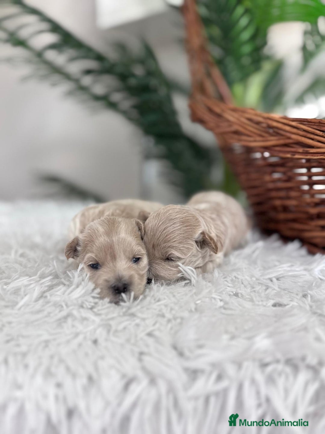 Maltipoo perros en venta: MALTIPOO HEMBRAS - Imagen 17