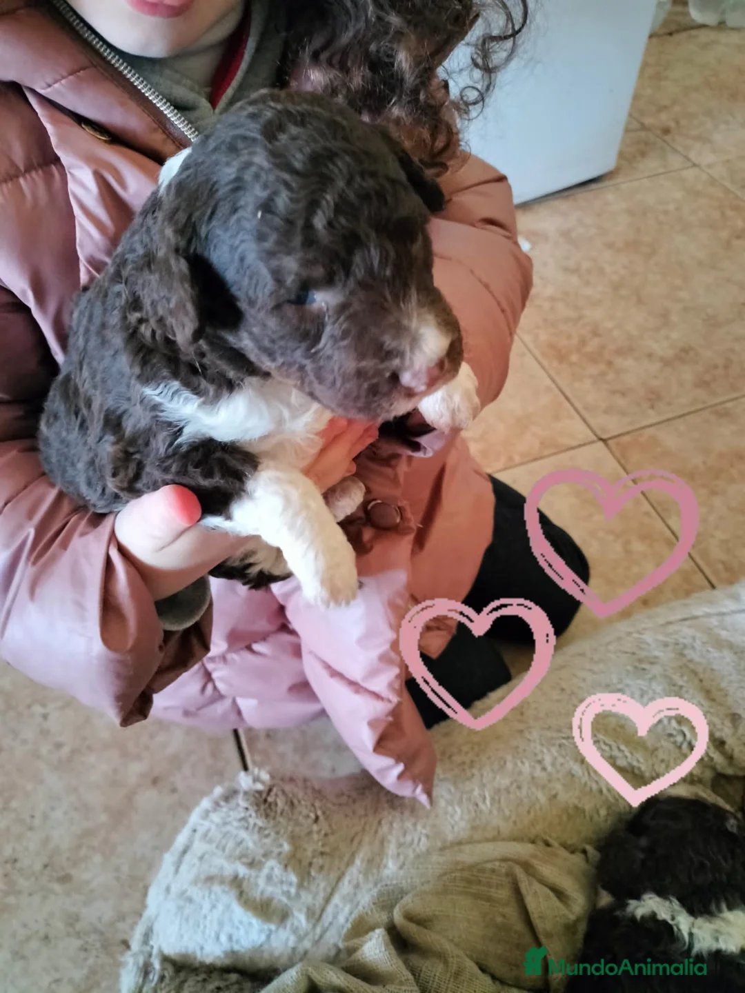 Perro de Agua Español perros en venta: Excelente camada bicolor en Zaragoza - Anuncio 1