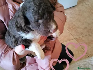 Perro de Agua Español perros Excelente camada bicolor - Anuncio 1