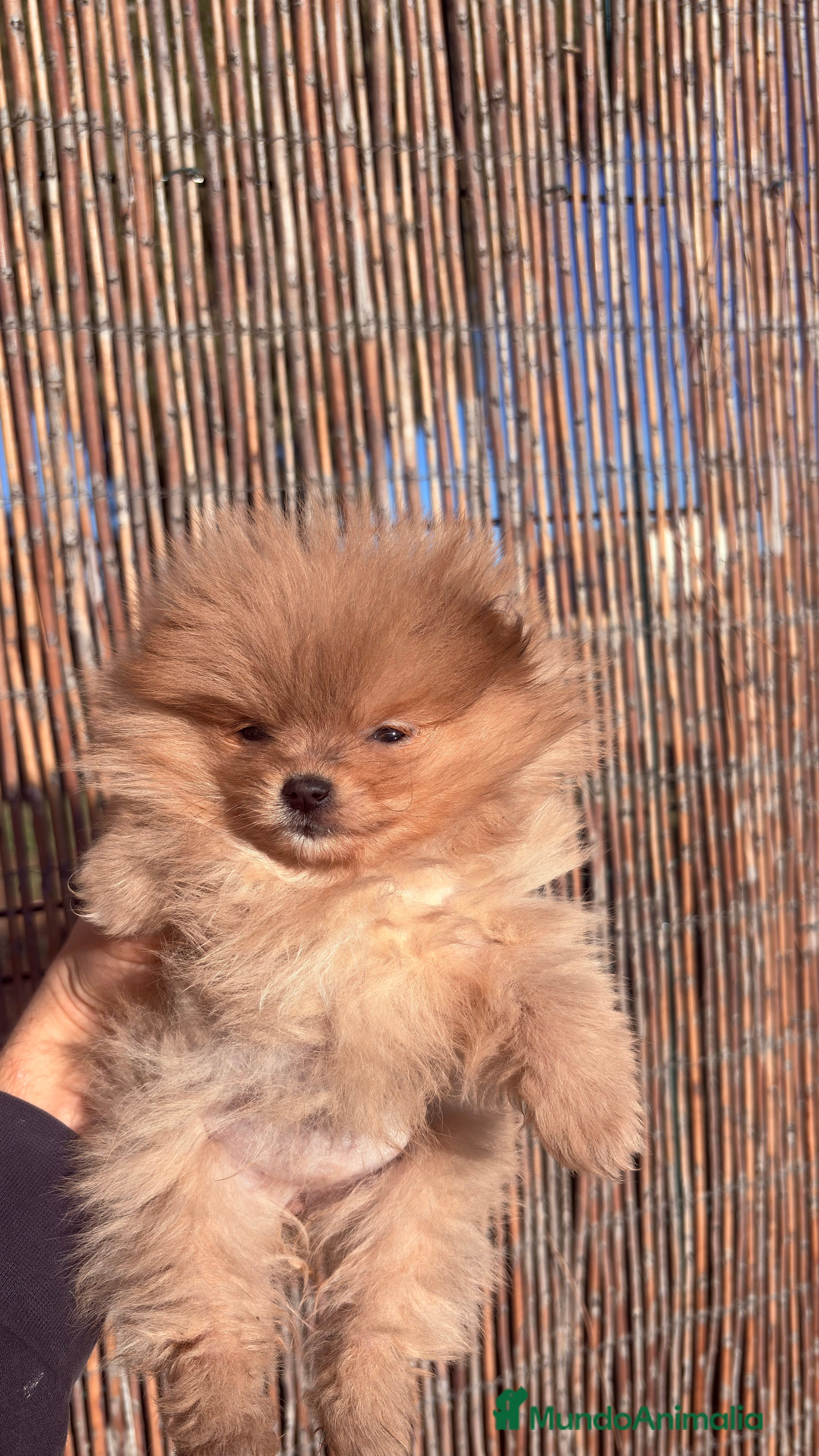 Pomerania perros Pomerania Mini Toy  - Anuncio 2