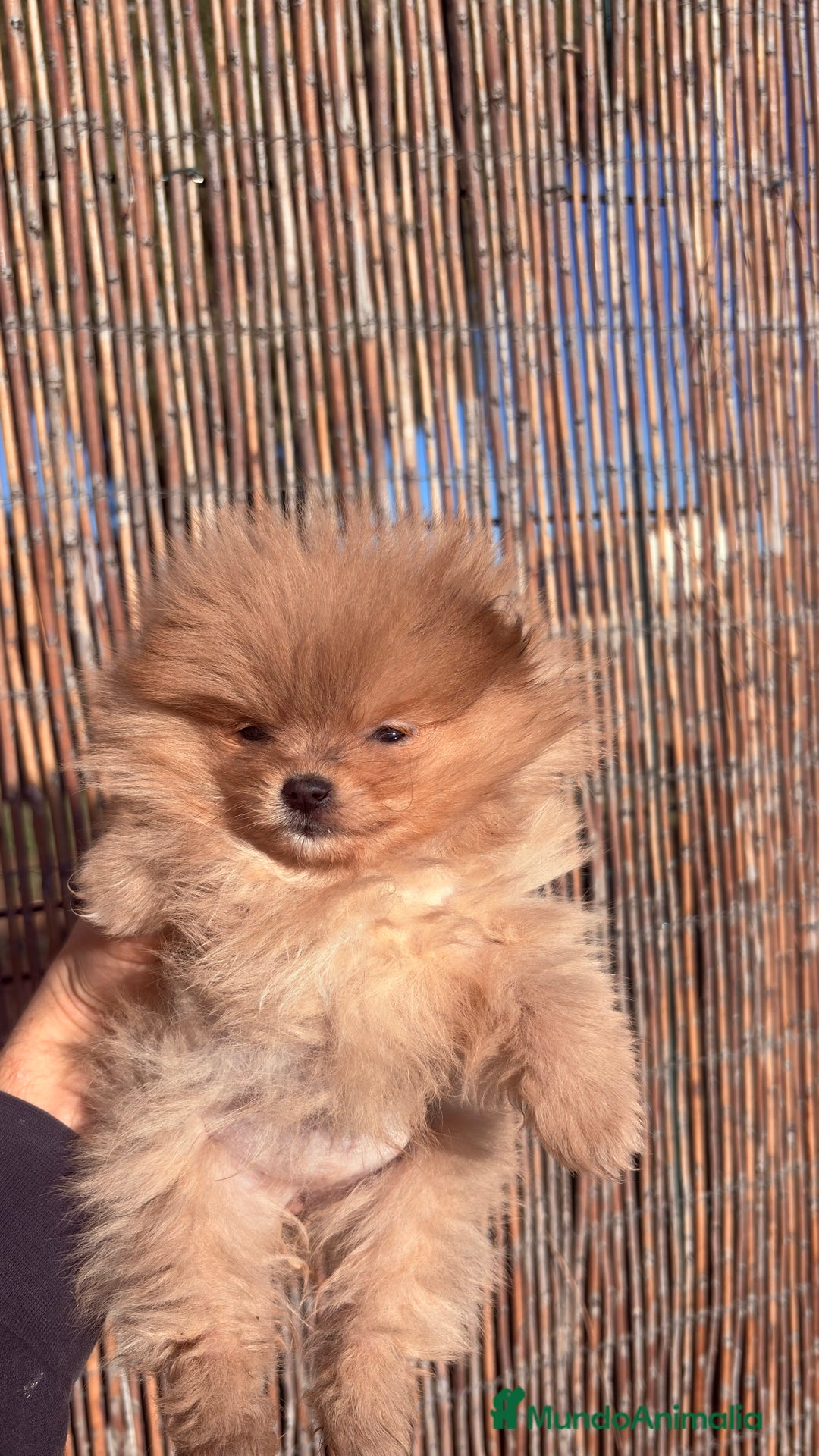Pomerania perros en venta: Pomerania Mini Toy  - Anuncio 2