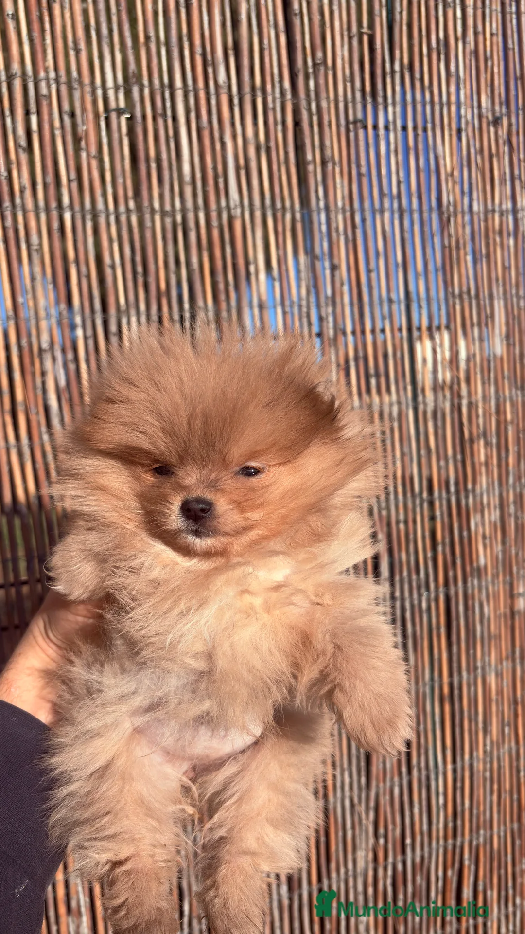 Pomerania perros en venta: Pomerania Mini Toy  - Anuncio 2