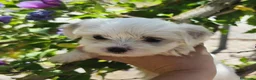 Bichón Maltés perros en venta: Malteses mini - Anuncio 3