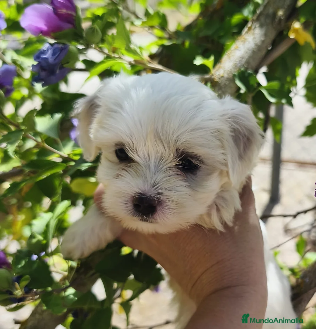 Bichón Maltés perros en venta: Malteses mini - Anuncio 3