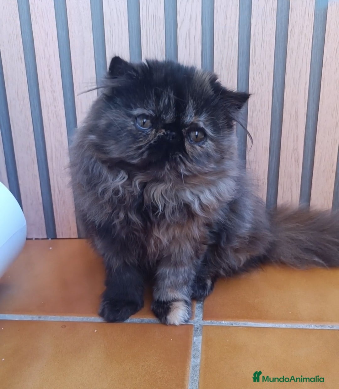 Persa gatos en venta: Persa Tortuga negra - Anuncio 7