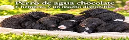 Perro de Agua Español perros en venta: Pedro de agua - Anuncio 1