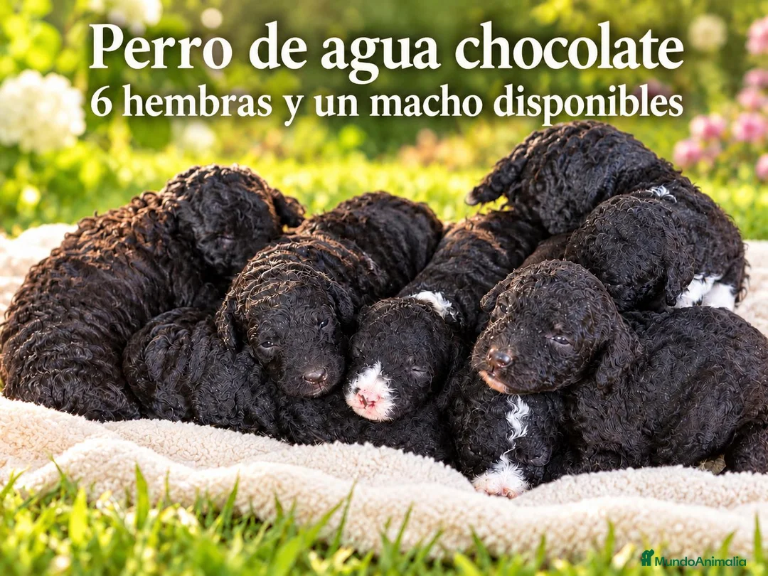 Perro de Agua Español perros en venta: Pedro de agua - Anuncio 1