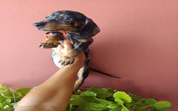 Teckel Miniatura perros en venta: Teckel miniatura arlequín - Imagen 7