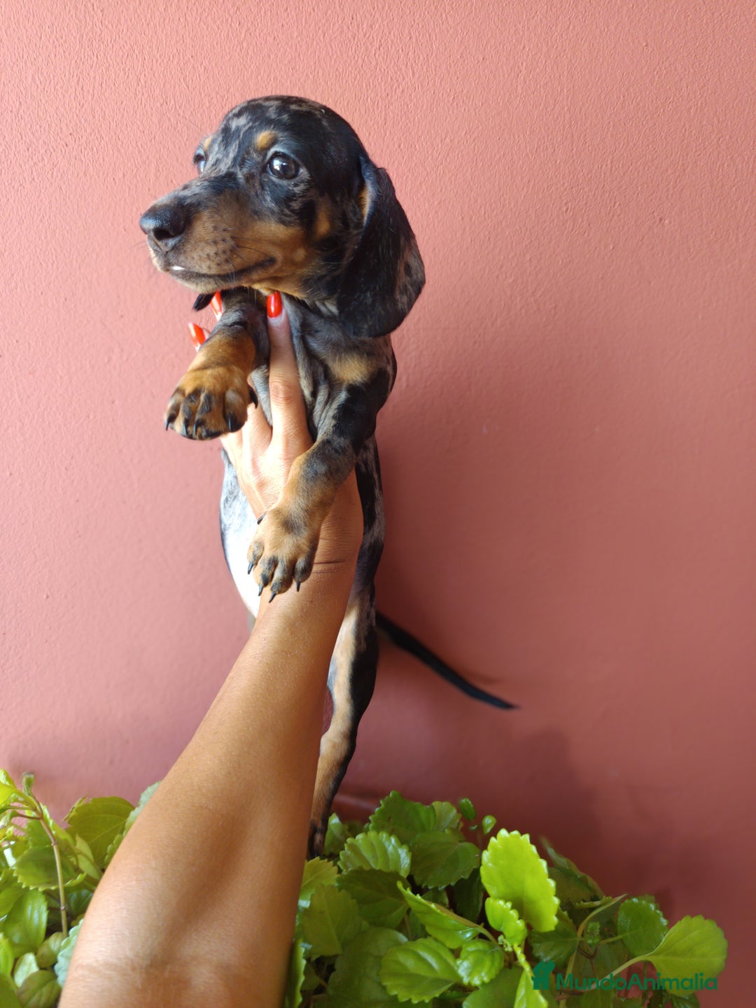 Teckel Miniatura perros en venta: Teckel miniatura arlequín - Imagen 7