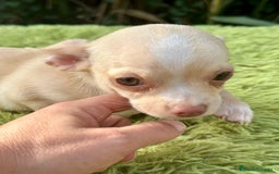 Chihuahua perros en venta: Chihuahua crema ojos claros  - Imagen 2