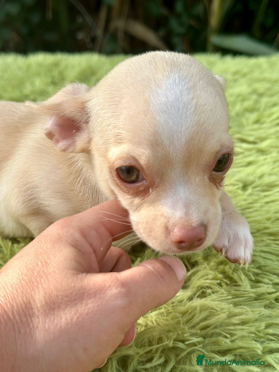 Chihuahua perros en venta: Chihuahua crema ojos claros  - Imagen 2