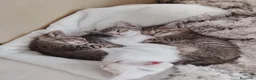 Europeo de Pelo Corto gatos en venta: Gatito europeo atigrado - Anuncio 2