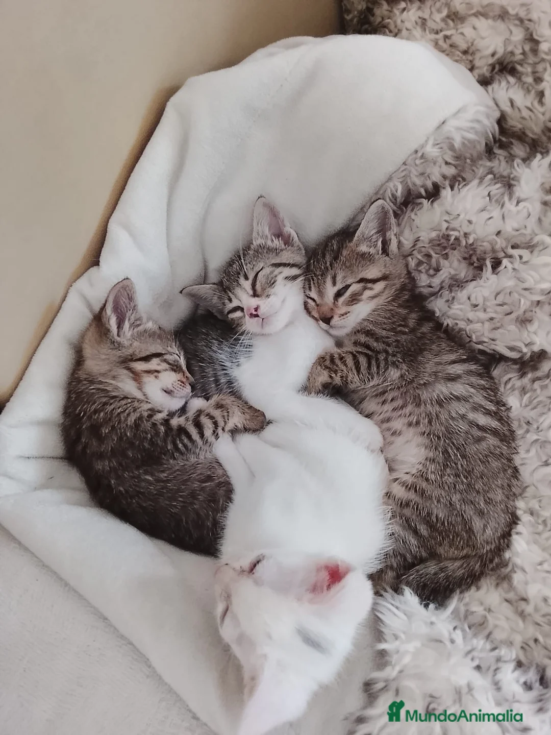 Europeo de Pelo Corto gatos en venta: Gatito europeo atigrado - Anuncio 2