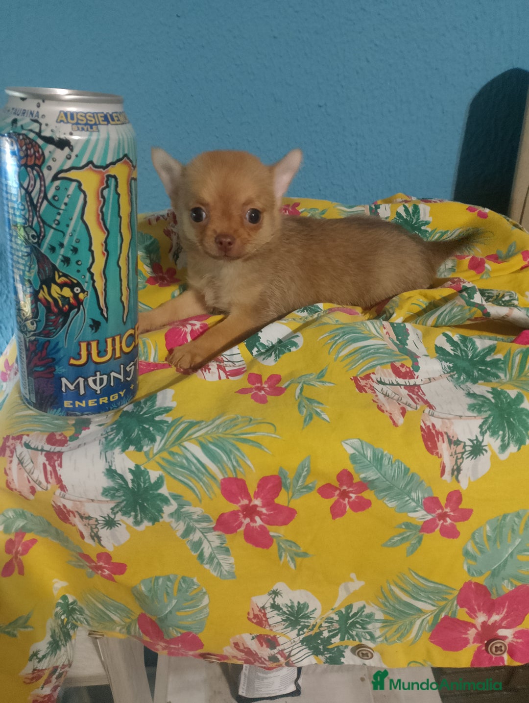 Chihuahua perros en venta: Última hembra de pomchi - Imagen 4