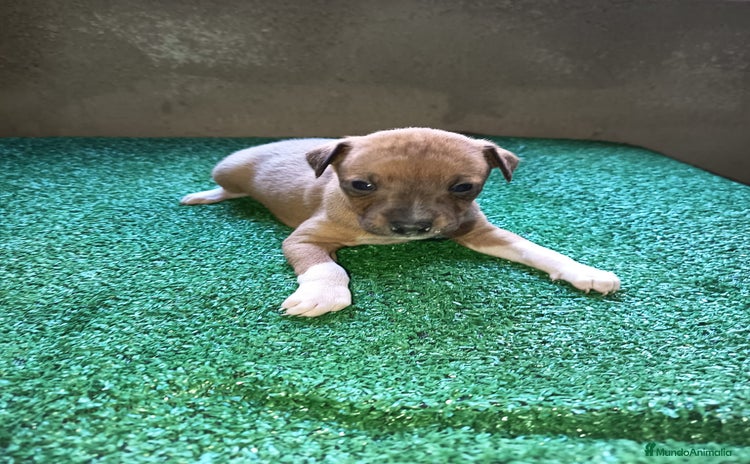 Pequeño Lebrel Italiano perros Pícolo  - Anuncio 1