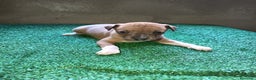 Pequeño Lebrel Italiano perros en venta: Pícolo  - Anuncio 1