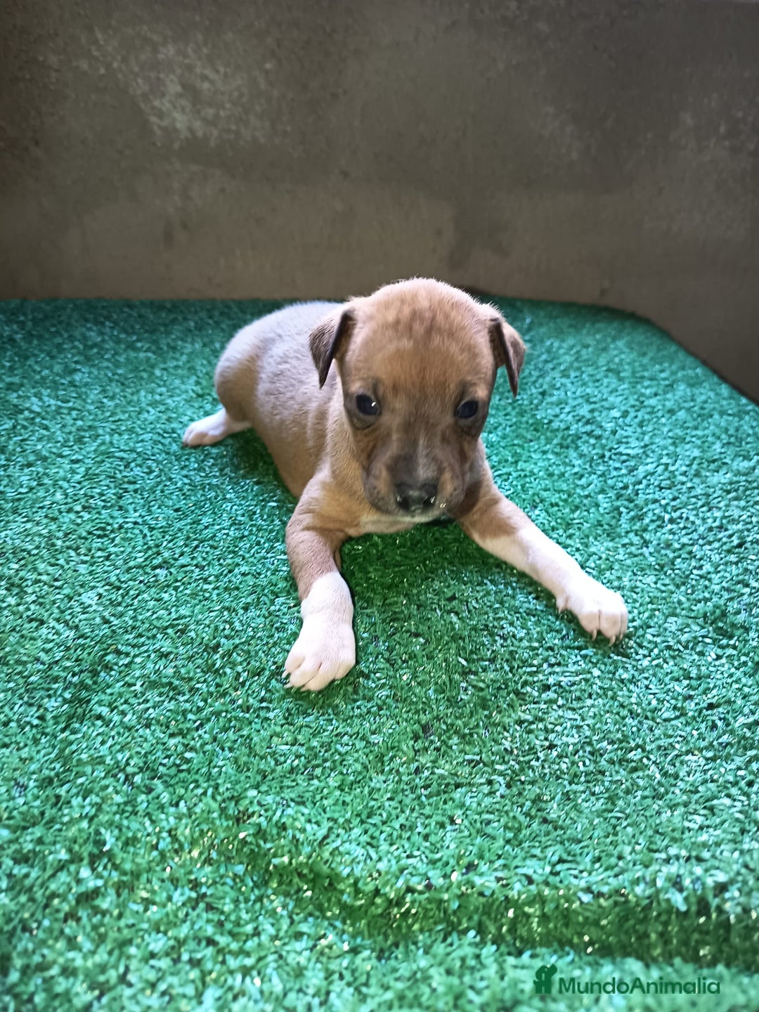 Pequeño Lebrel Italiano perros en venta: Pícolo  - Anuncio 1