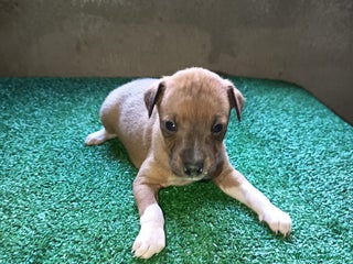 Pequeño Lebrel Italiano perros Pícolo - Anuncio 1