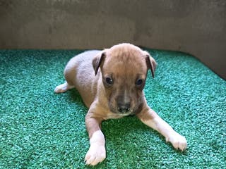 Pequeño Lebrel Italiano perros Pícolo - Anuncio 30