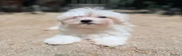 Bichón Maltés perros en venta: BICHÓN MALTES HEMBRA DISPONIBLE - Anuncio 3