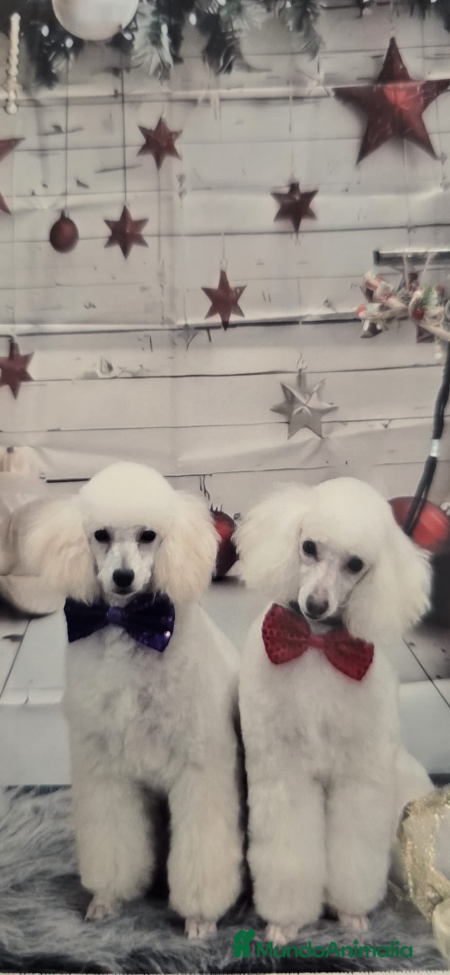 Caniche Enano perros CANICHES - Anuncio 1