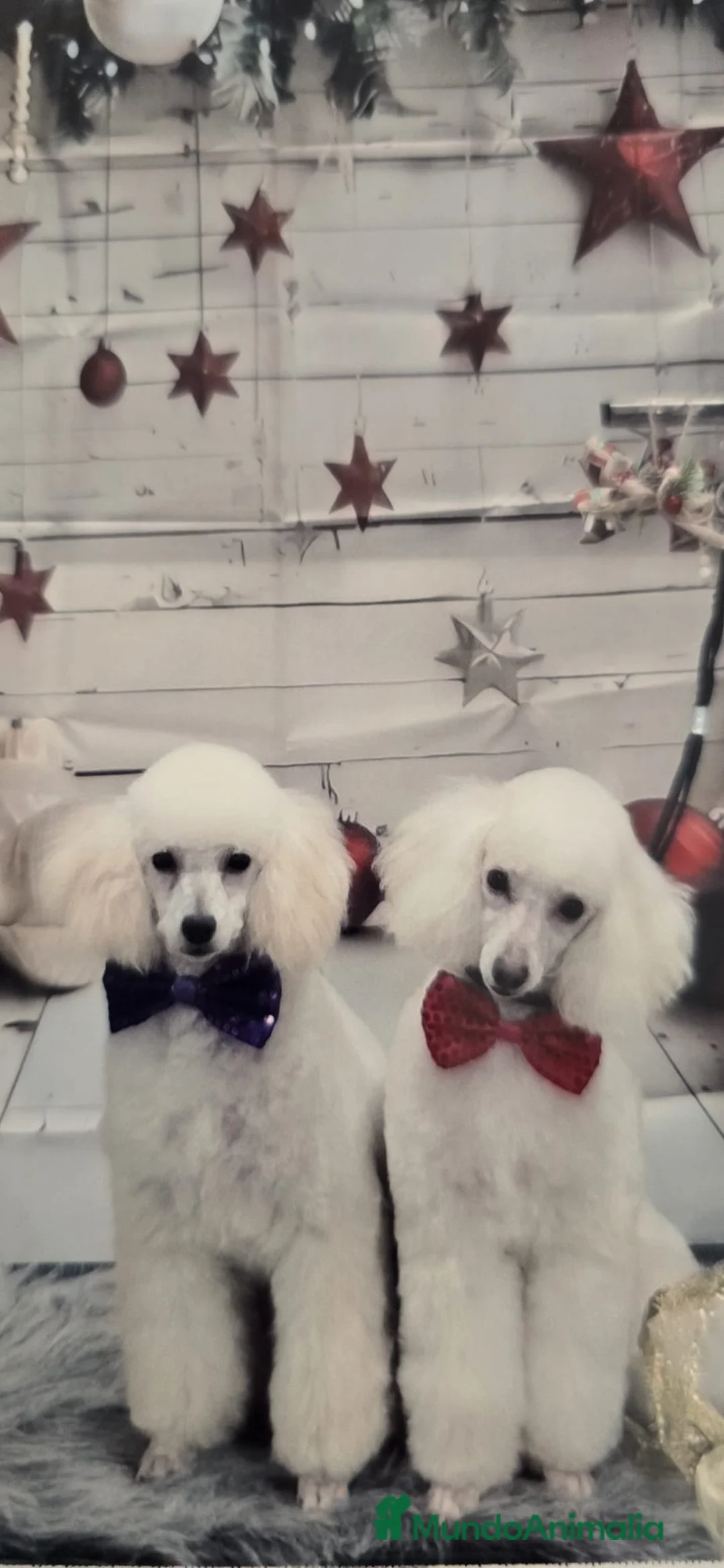 Caniche Enano perros en venta: CANICHES - Anuncio 1