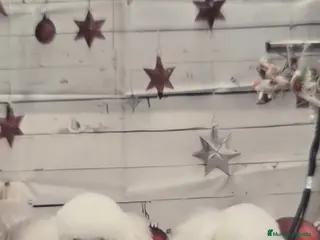 Caniche Enano perros CANICHES - Anuncio 1