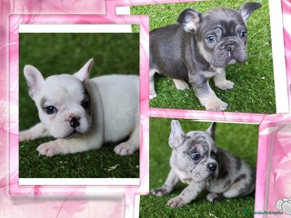 Bulldog Francés perros - Anuncio 3