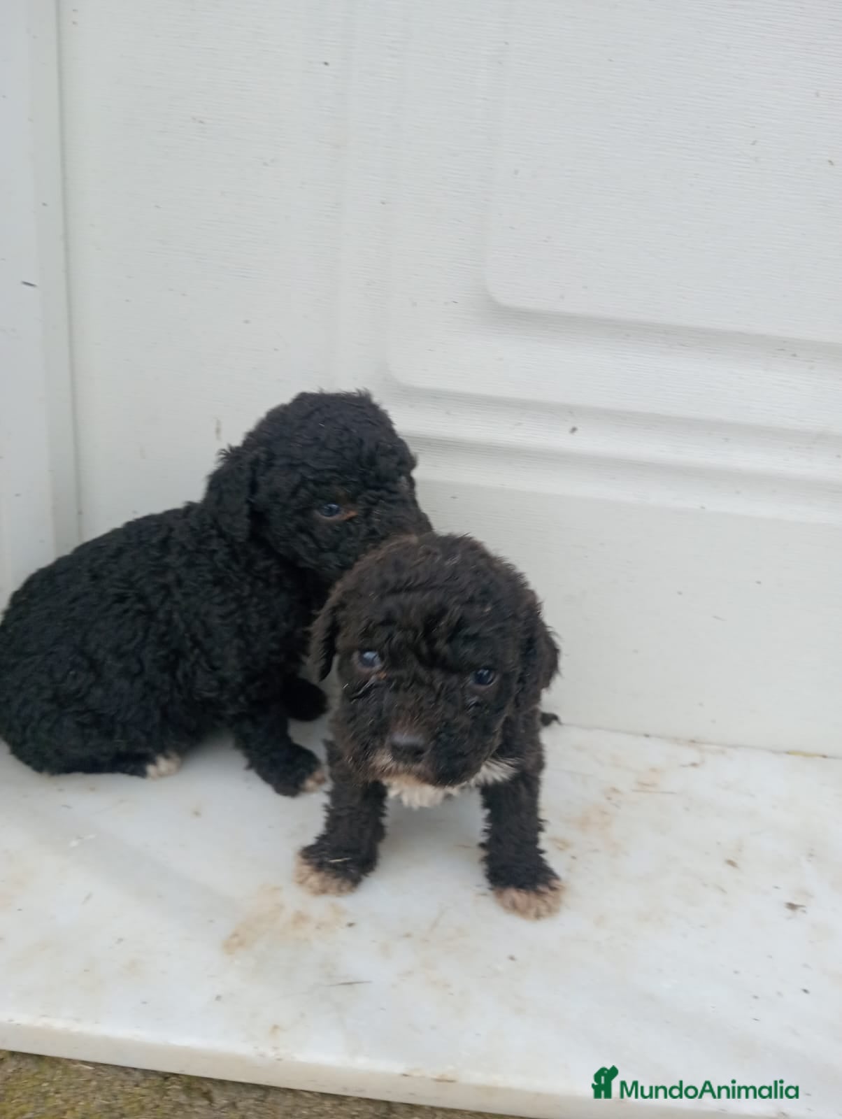 Perro de Agua Español perros Perro de agua  - Anuncio 2