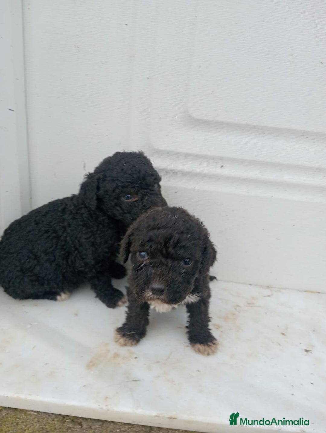 Perro de Agua Español perros en venta: Perro de agua  - Anuncio 5