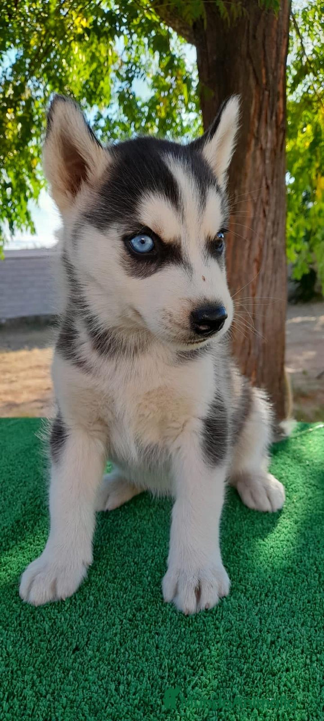 Husky Siberiano perros en venta: Cachorros de Husky Siberiano  - Anuncio 4