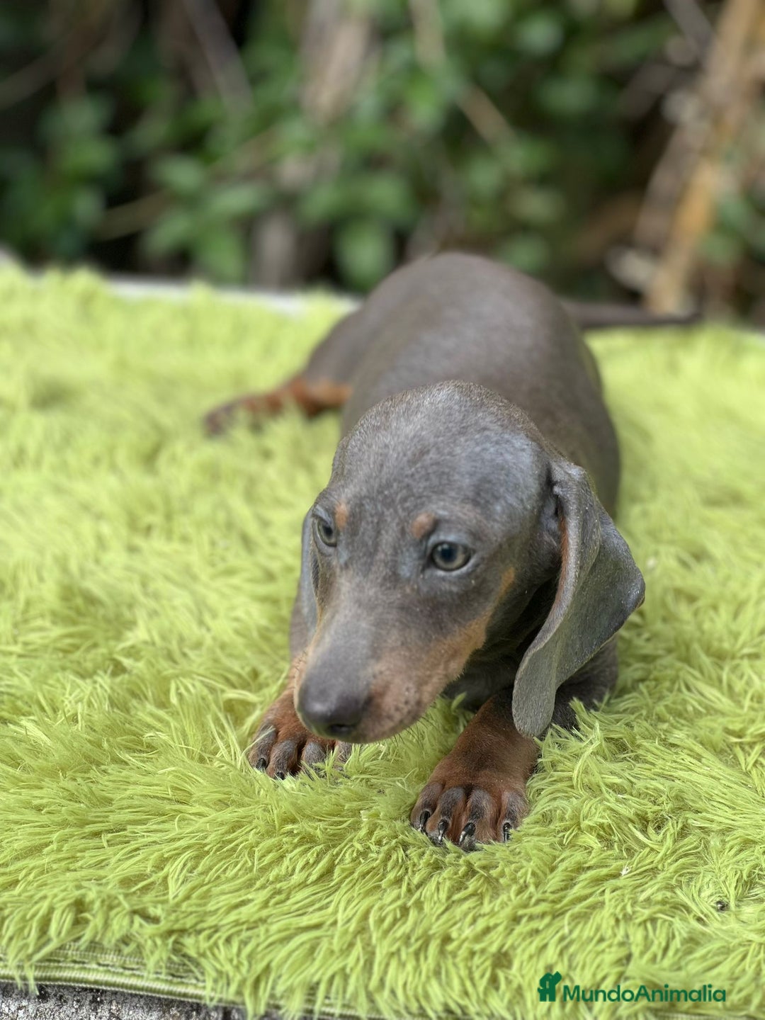 Teckel Miniatura perros en venta: Teckel blue mini - Imagen 2