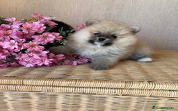 Pomerania perros en venta: Pomerania hembra color sable !!! - Imagen 16